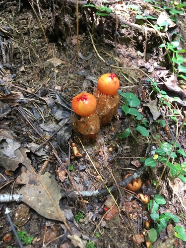 stalked puffball-in-aspic