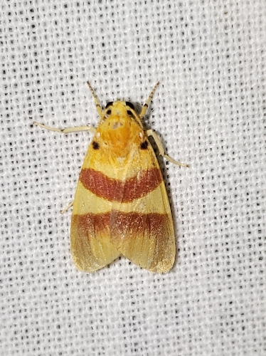 Euthyone dremma