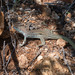 Giant Spotted Whiptail - Photo (c) Alan Dahl, all rights reserved, uploaded by Alan