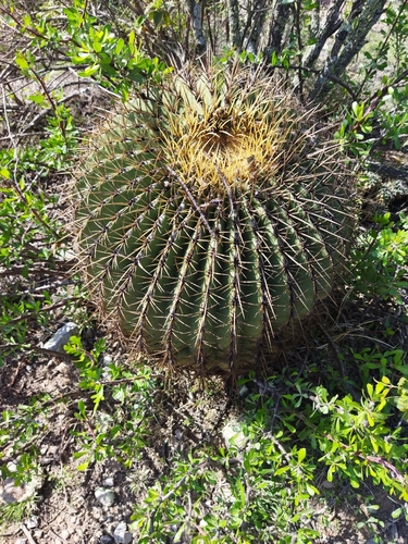 Ferocactus histrix