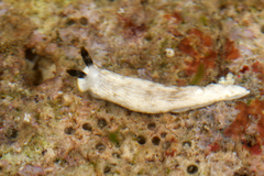 Dermatobranchus albus image