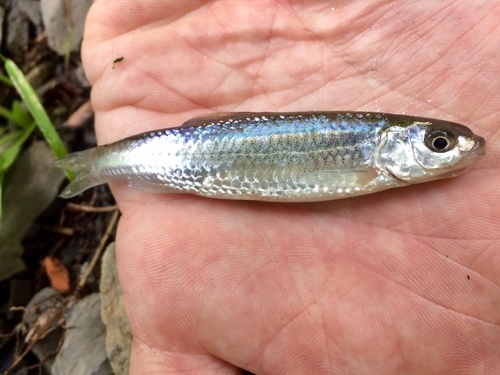 Eastern Silvery Minnow