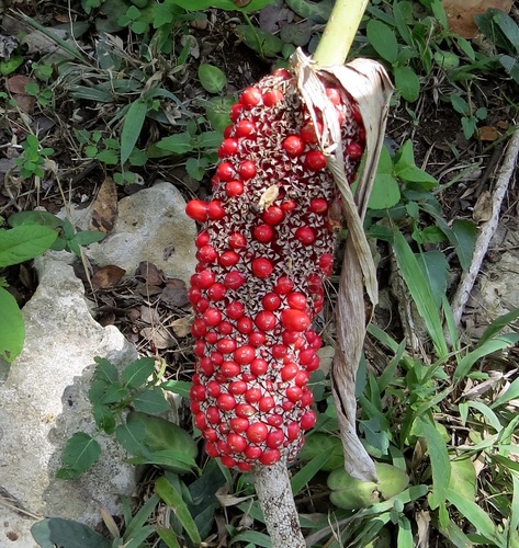 pheasants tail