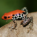 Red-backed Poison Frog - Photo (c) Dr. Alexey Yakovlev, all rights reserved, uploaded by Dr. Alexey Yakovlev