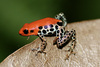 Red-backed Poison Frog - Photo (c) Dr. Alexey Yakovlev, all rights reserved, uploaded by Dr. Alexey Yakovlev