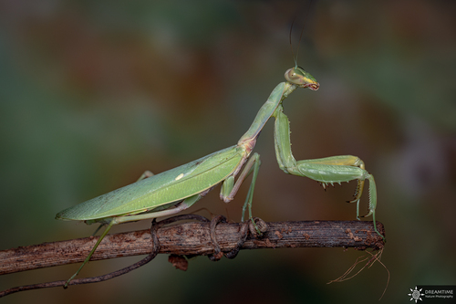 Transcaucasian Giant Mantis