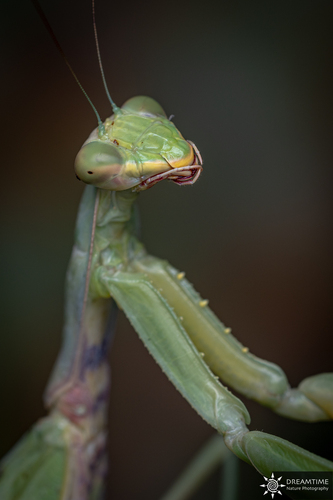 Transcaucasian Giant Mantis