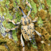 Ozopherus muricatus - Photo 由 Dr. Alexey Yakovlev 所上傳的 (c) Dr. Alexey Yakovlev，保留所有權利