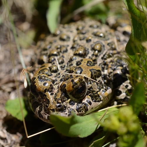 iNaturalist observation photo of Yosemite Toad