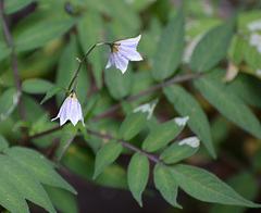 Image of Solanum longiconicum