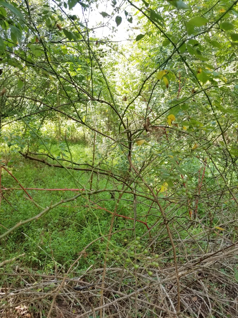multiflora rose from Greenville, SC 29605, USA on August 29, 2022 at 03