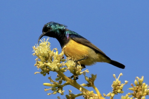 Variable Sunbird