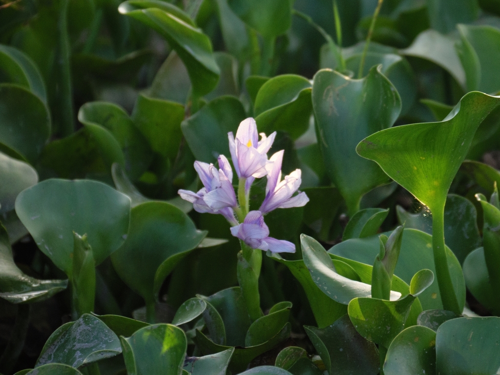 common water hyacinth from San Marcos, TX, USA on August 26, 2022 at 07
