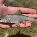 Gila atraria - Photo (c) prickly_sculpin, kaikki oikeudet pidätetään, lähettänyt prickly_sculpin