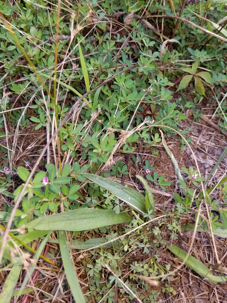 Japanese Clover From Greenville Sc Usa On August At Pm By Safia Bouderka