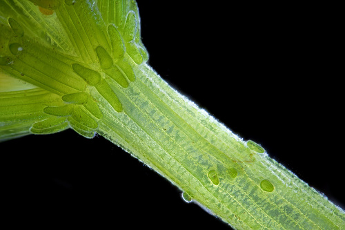 Chara vulgaris