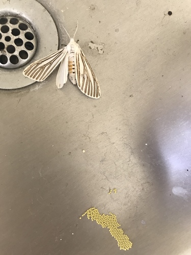 Echo Moth