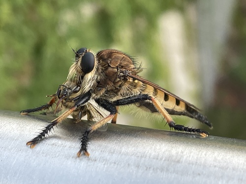 Red-footed Cannibal Fly