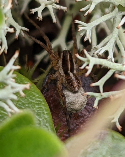 Pardosa luteola