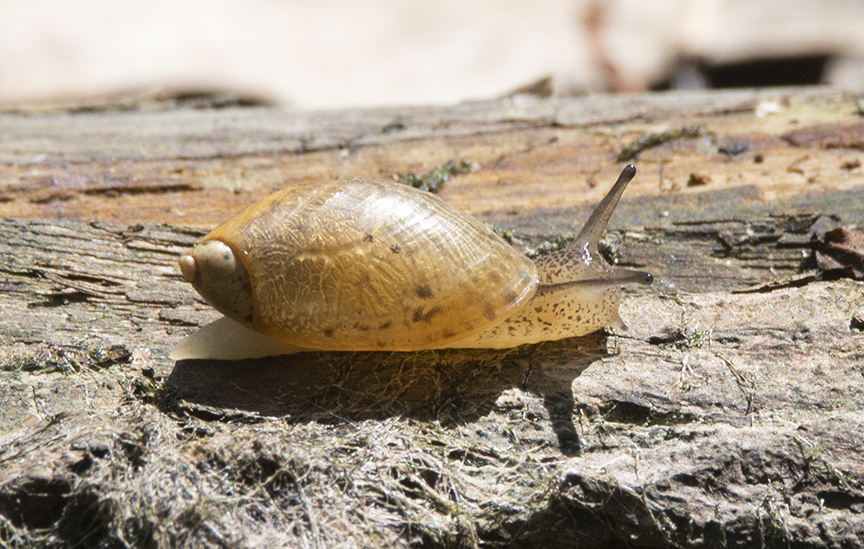Amber Snails from Winterrowd Wetlands, Greenville, OH 45331, USA on