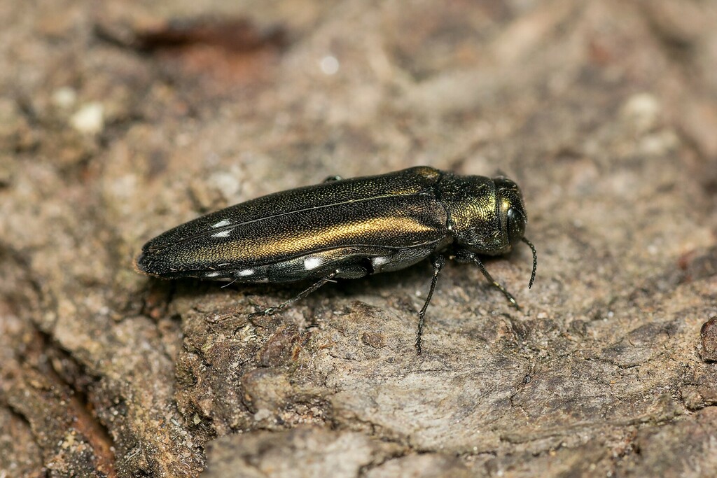 Oak Jewel-beetle (Agrilus biguttatus) · iNaturalist