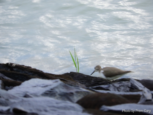Common Sandpiper