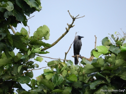 House Crow