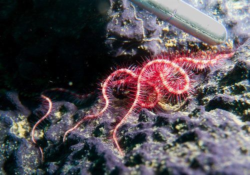 Ophiothrix deceptor image