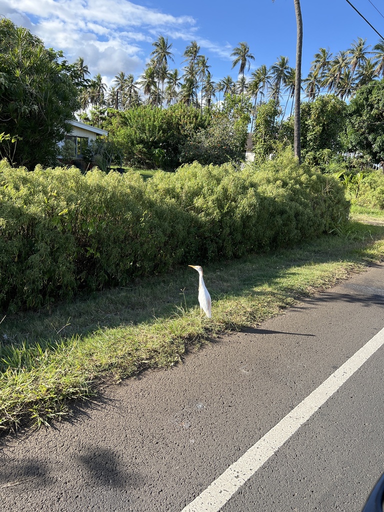 Cattle Egret From Kaua I Kapaa HI US On July 29 2022 At 05 21 PM By   Large 