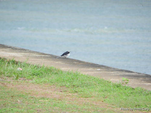 White-browed Wagtail