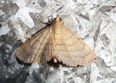 Image of Carteris oculatalis