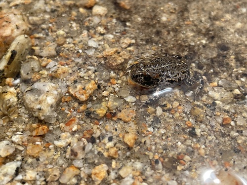 iNaturalist observation photo of Yosemite Toad