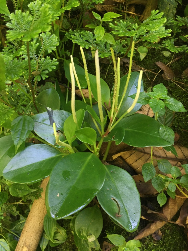 Peperomia magnoliifolia