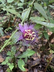 Passiflora menispermifolia image