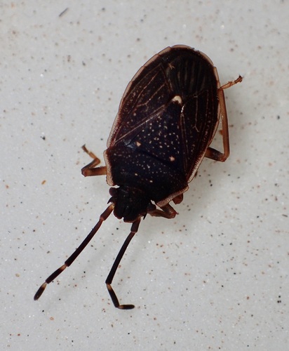 (c) Bevan Buirchell, all rights reserved, uploaded by Bevan Buirchell