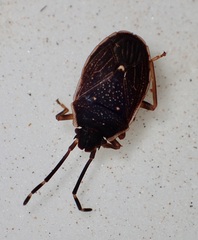 (c) Bevan Buirchell, all rights reserved, uploaded by Bevan Buirchell