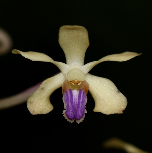 Small-flowered Vanda