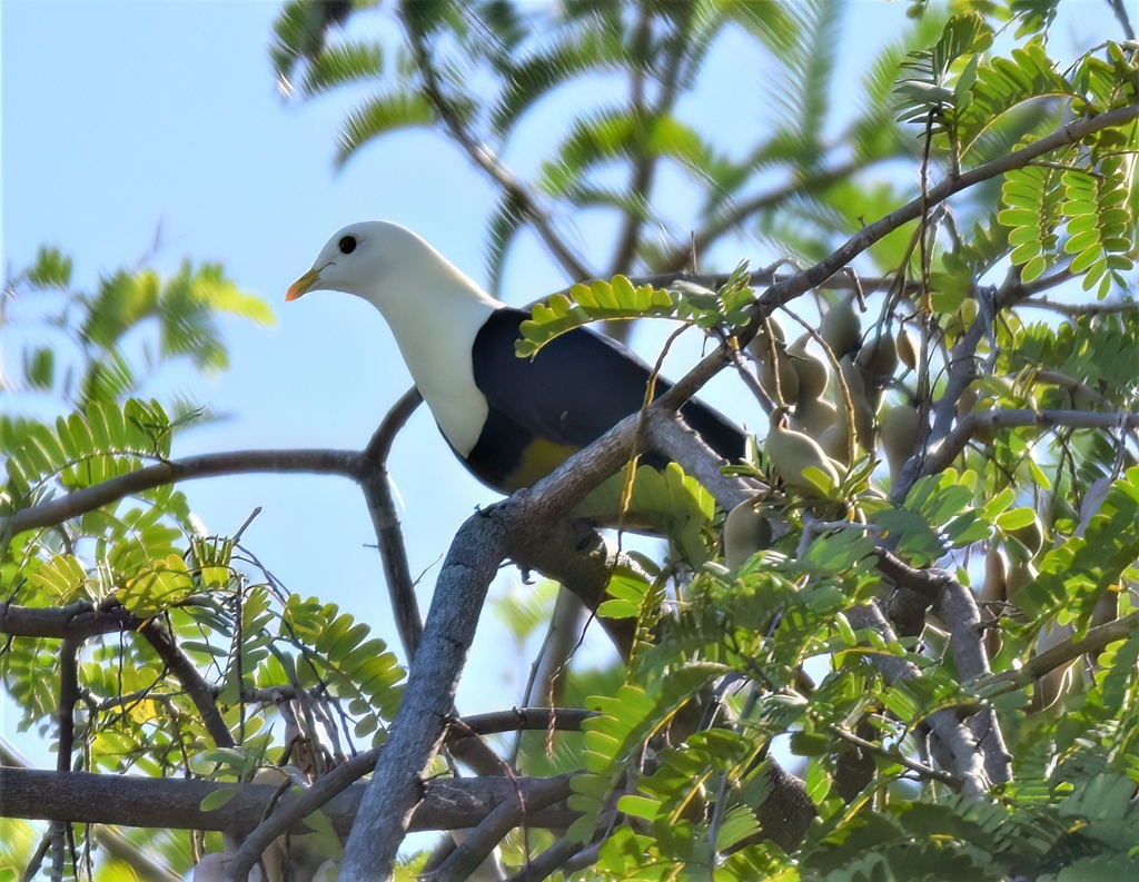 Black-backed Fruit-Dove photo