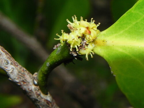 Phyllanthus unifoliatus