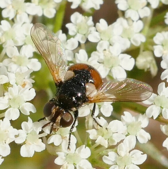Gymnosomatini from FrankfurtRiedberg, Frankfurt am Main, Deutschland