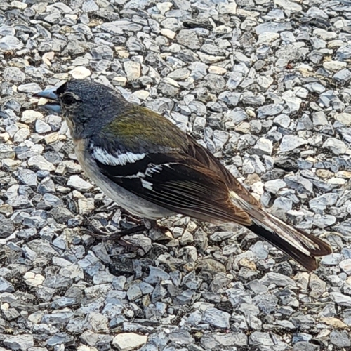 Azores Chaffinch