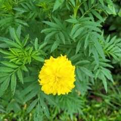 Tagetes erecta image