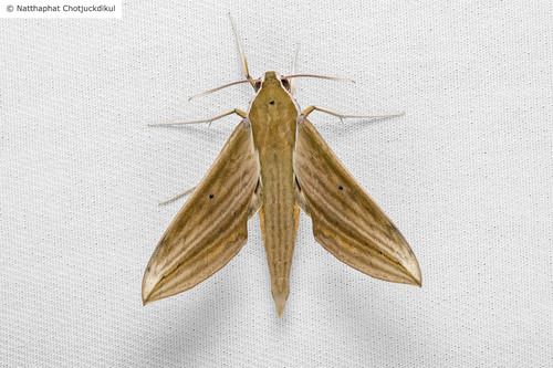 Cechetra minor (Butler, 1875)