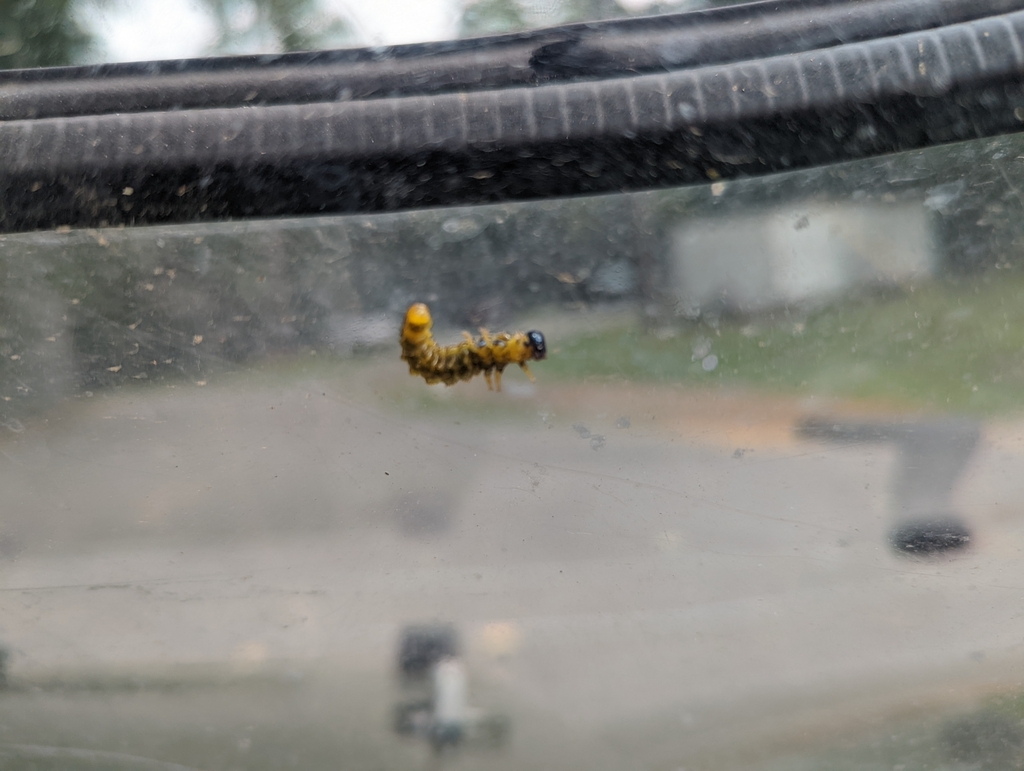 Insects from Macon, GA 31217, USA on August 30, 2022 at 10:19 AM by ...