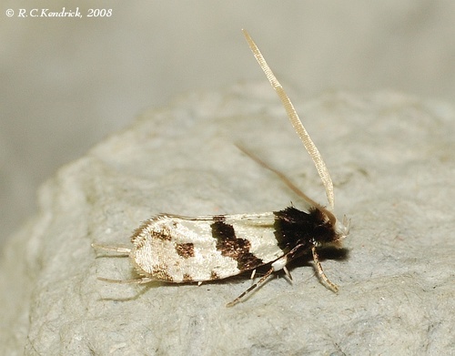 Thisizima fasciaria Yang, Li & Kendrick, 2012