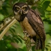 Spectacled Owl - Photo (c) Randy Gomez Alvarado, all rights reserved, uploaded by Randy Gomez Alvarado