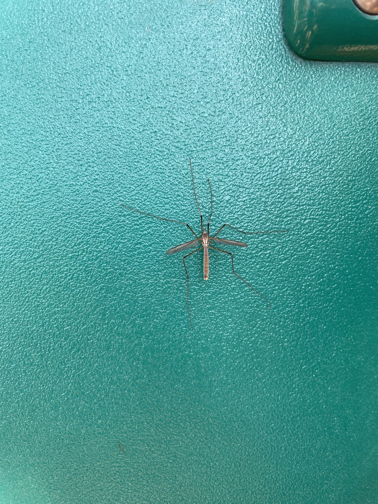 Common Crane Flies from Southside Family Aquatics Facility, Spokane, WA ...