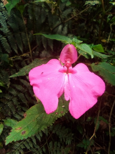 Impatiens stuhlmannii