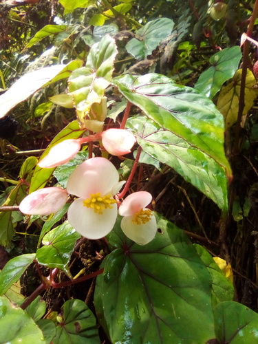 Begonia meyeri-johannis
