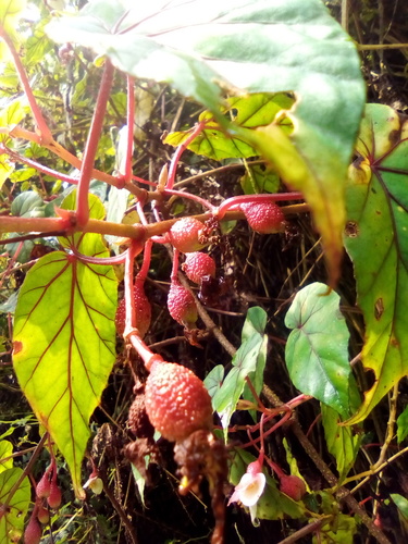 Begonia meyeri-johannis